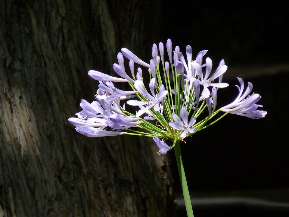 Purple flower alium garden
