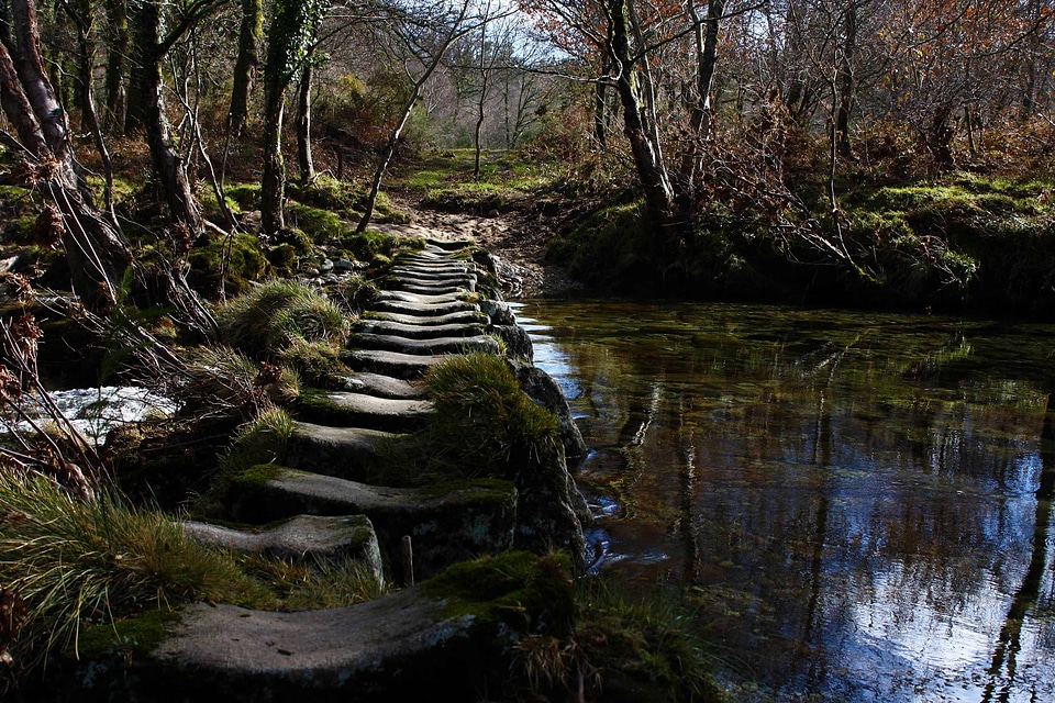 Creek environment forest
