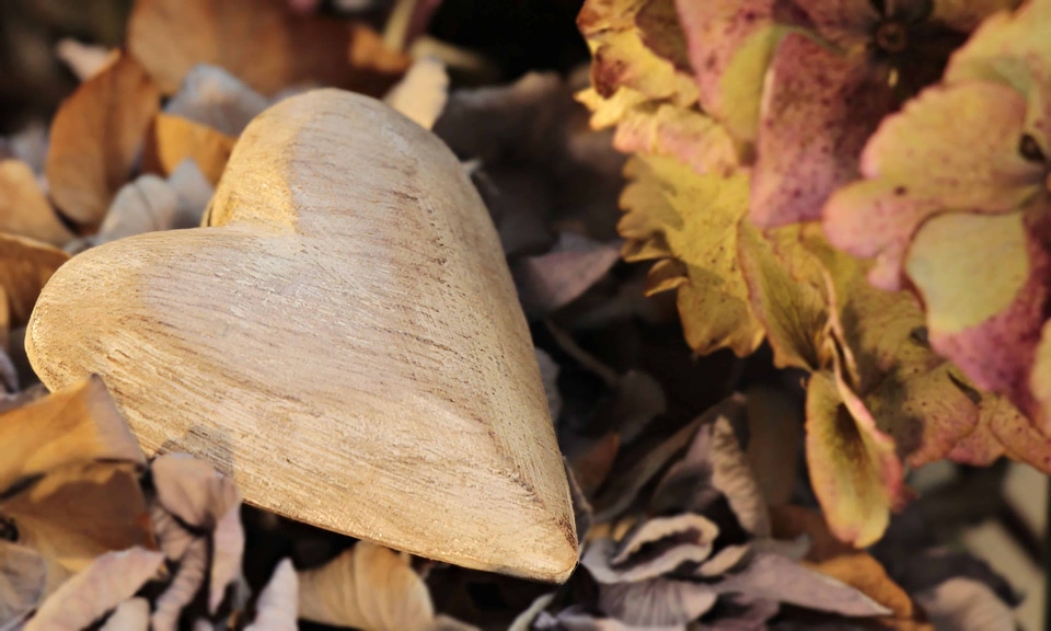 Autumn autumn season environment