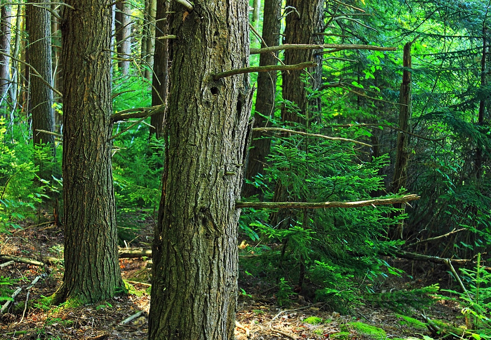 Bark branch conifer