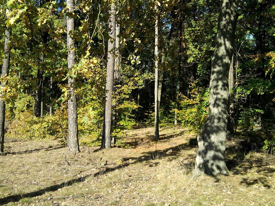 Autumn bark birch