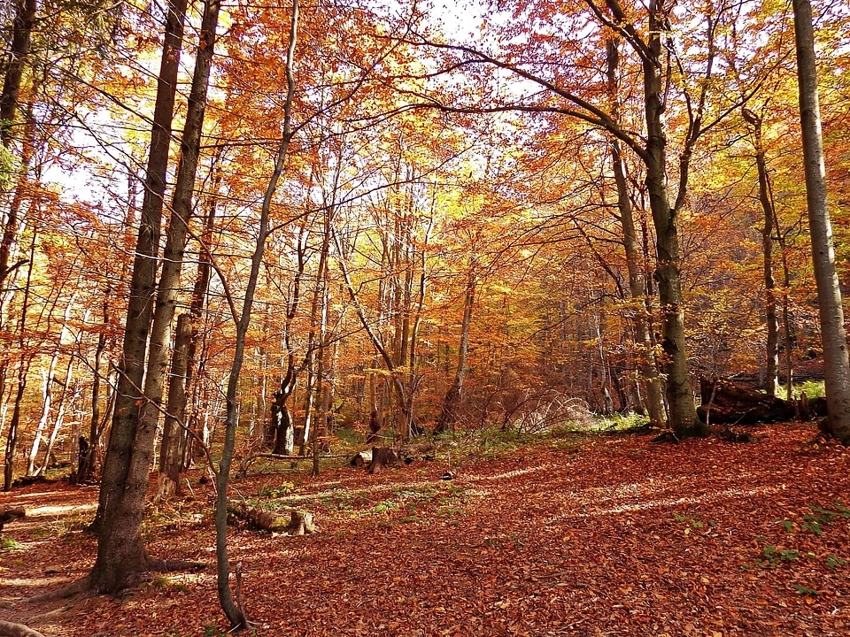 Autumn autumn season beech
