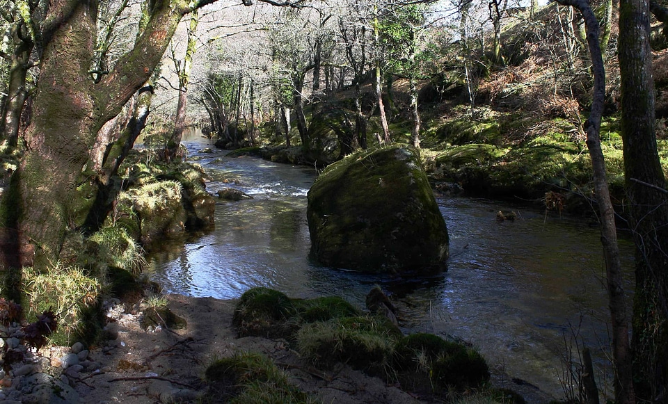 Creek environment forest