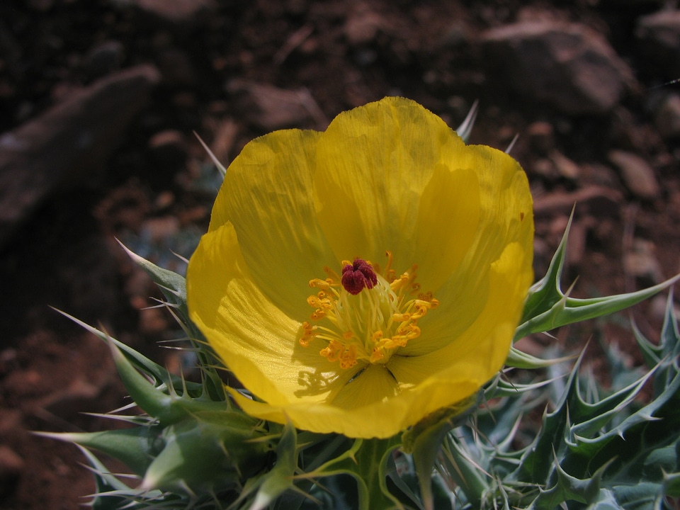 Blossom bloom petal