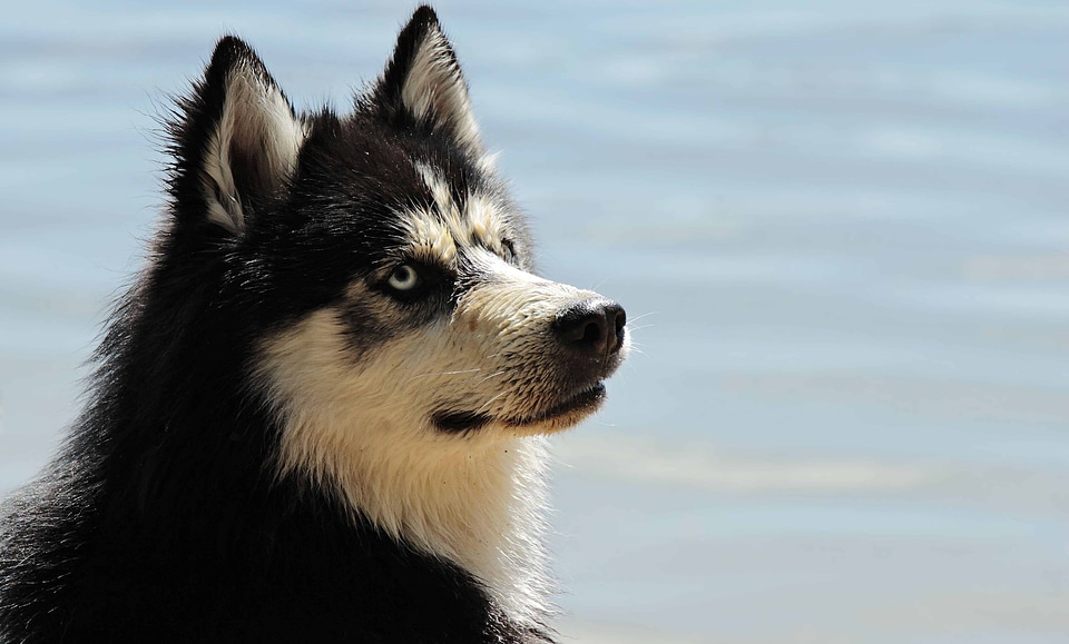 Animal beautiful photo canine
