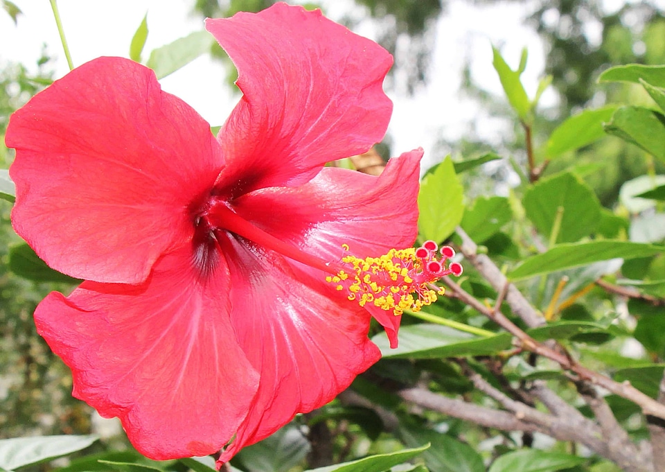 Beautiful Flowers beautiful photo blooming