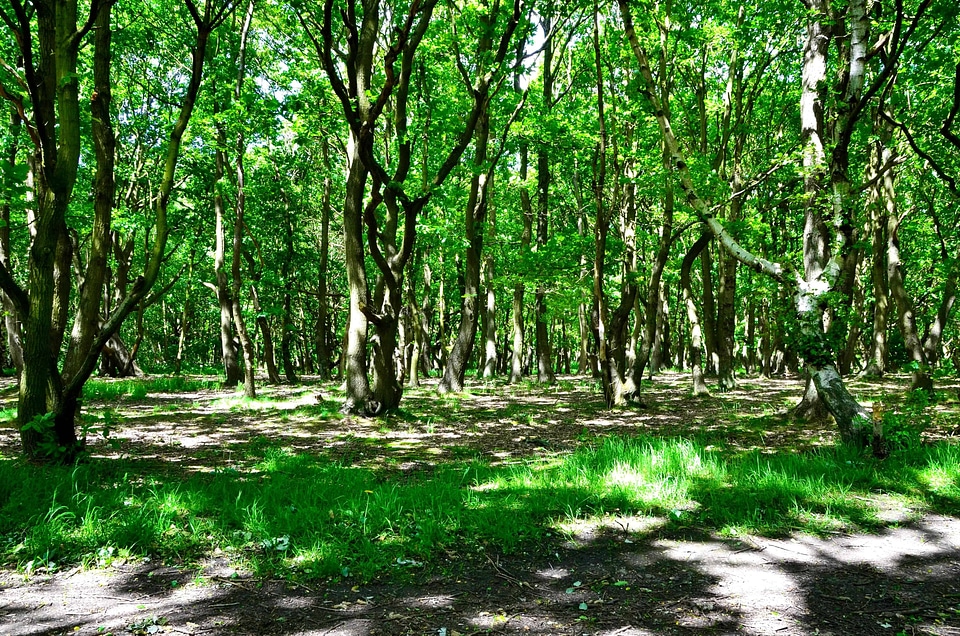 Birch branch ecology