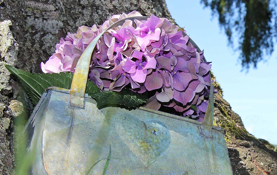 Beautiful Flowers beautiful photo blooming