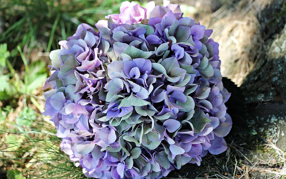 Beautiful Flowers blooming blossom