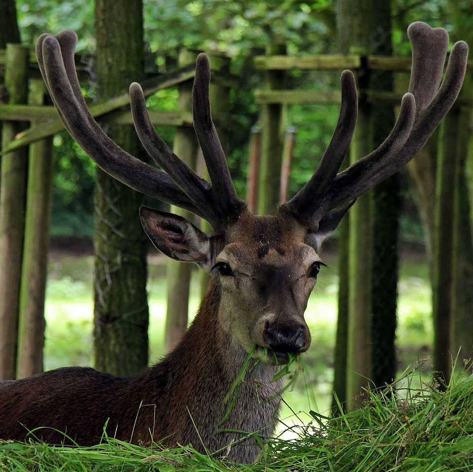 Animal antler big horn