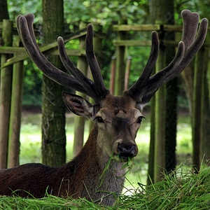 Animal antler big horn photo