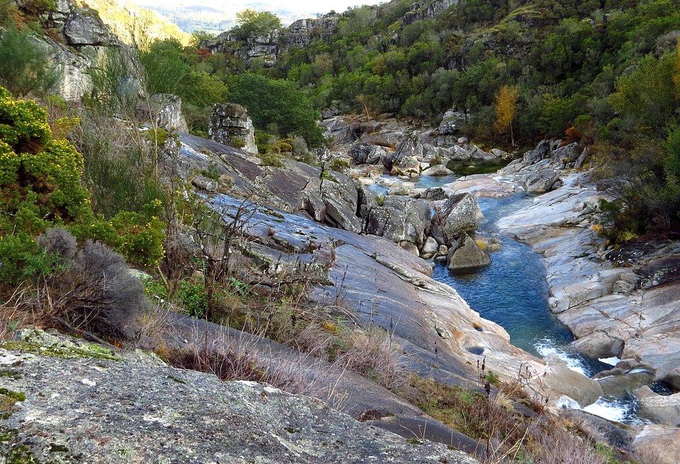 Creek ecology forest