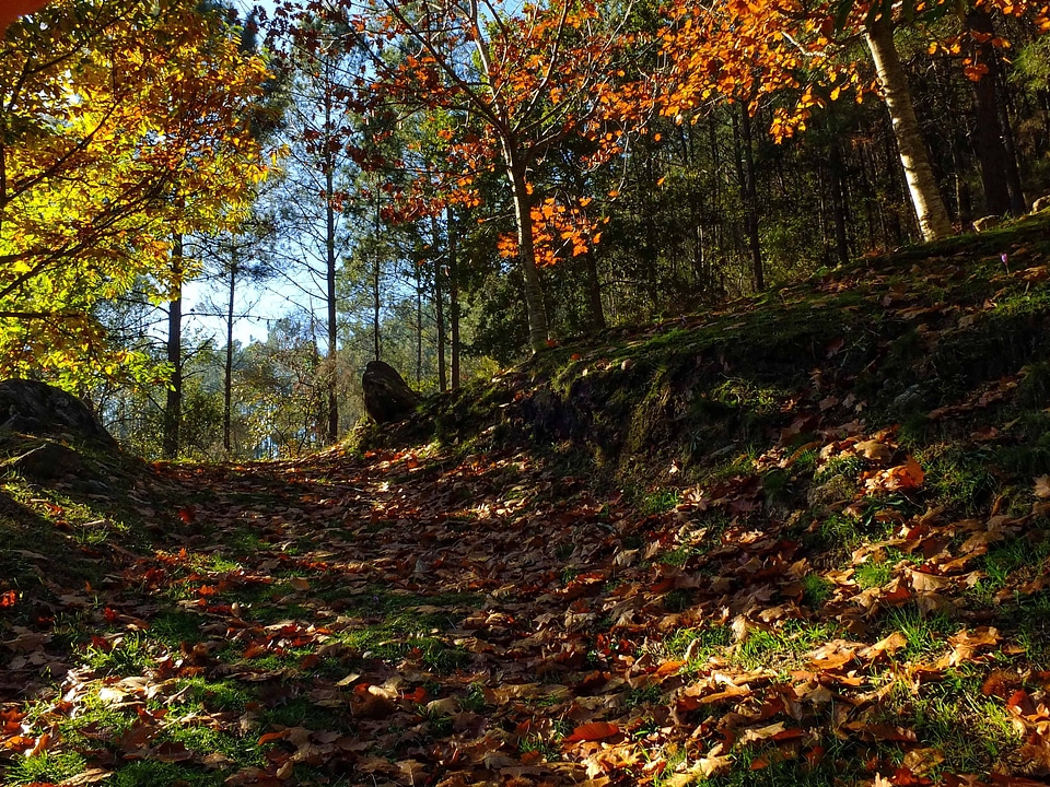 Autumn autumn season branch