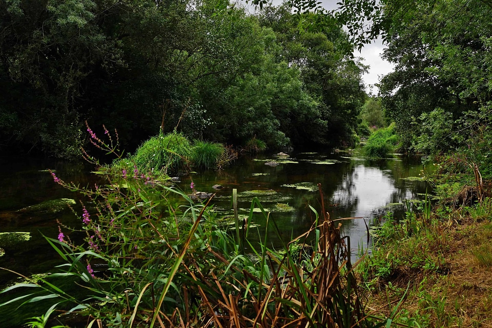 Environment forest garden