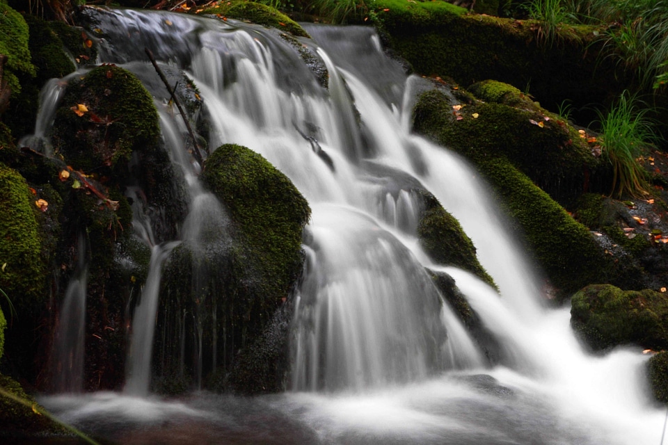 Creek environment forest