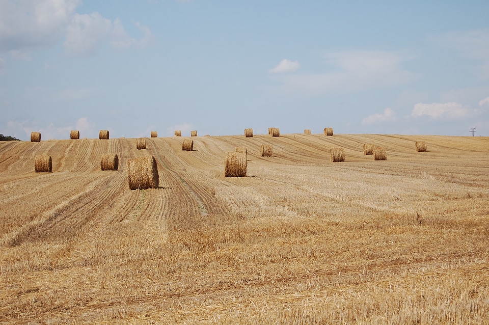 Late summer harvest hay bales