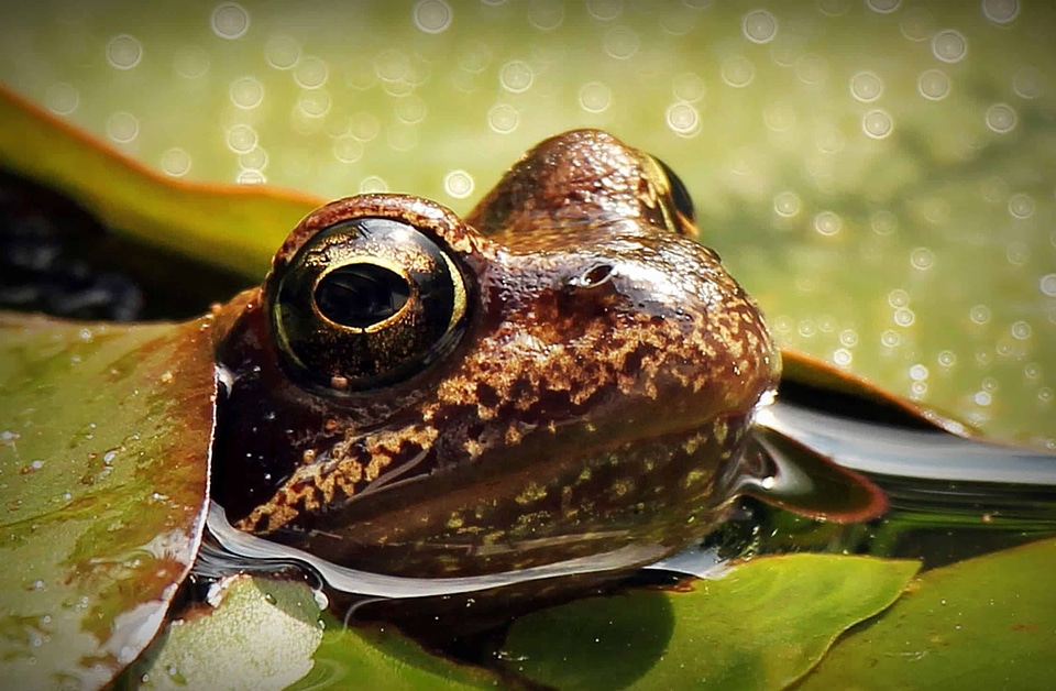 Amphibian animal beautiful photo