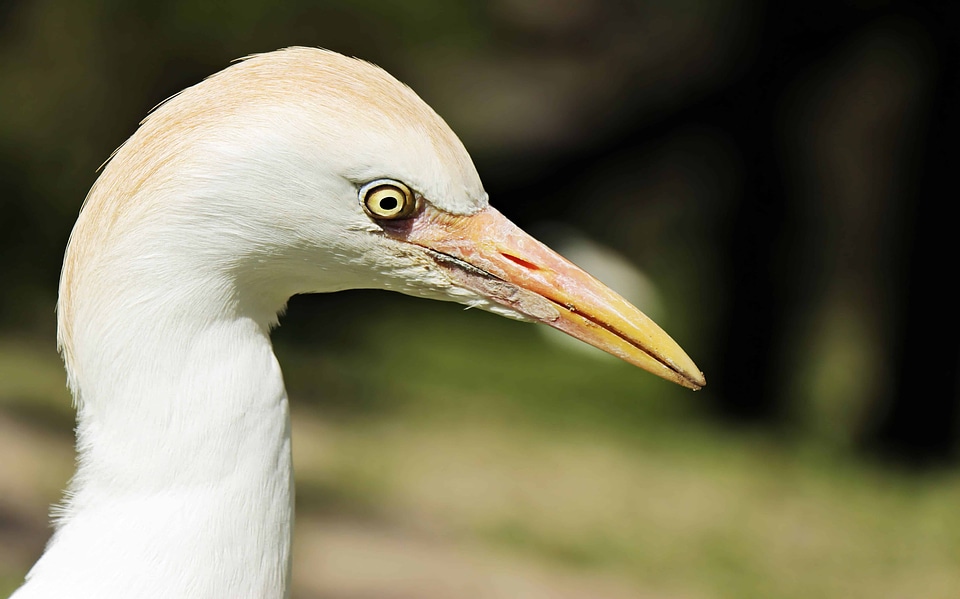 Animal avian beak photo