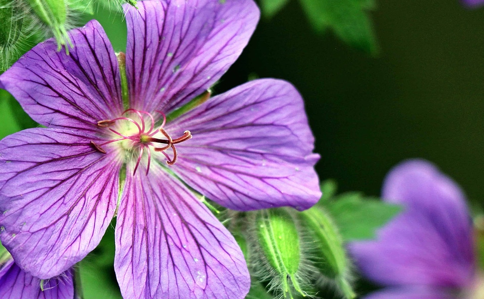 Beautiful Flowers blooming blossom