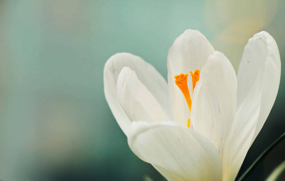 Beautiful Flowers blooming blossom