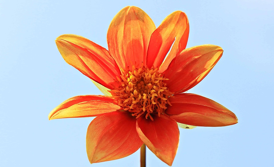 Beautiful Flowers beautiful photo blooming
