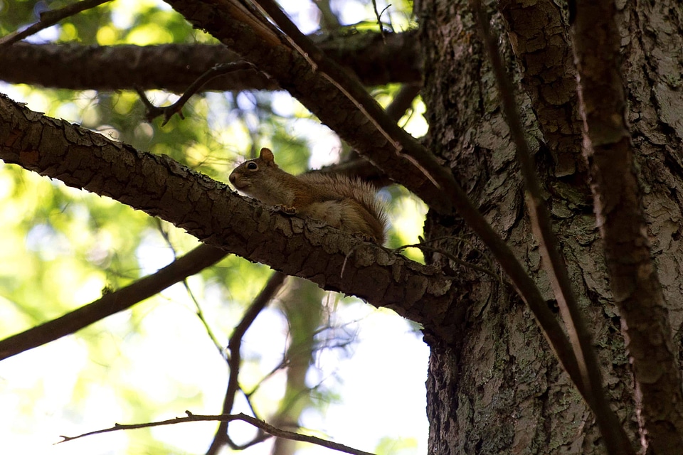 Animal branch daylight photo