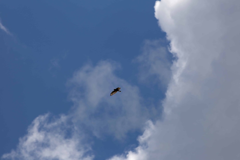 Air animal atmosphere