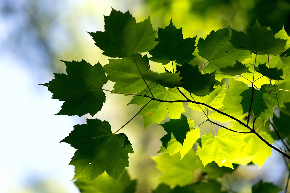 Beautiful Photo branch dark green