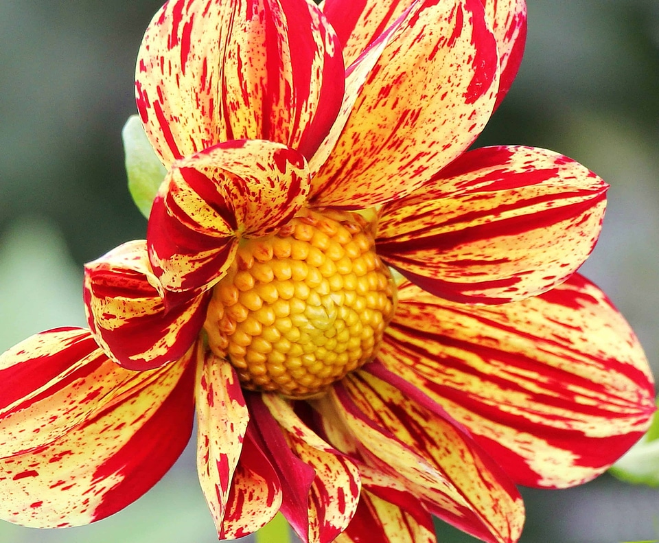 Beautiful colorful flora