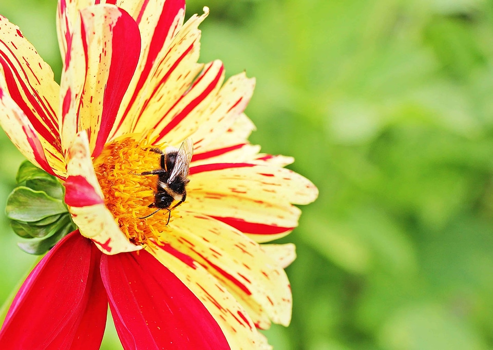 Bee flora flower photo