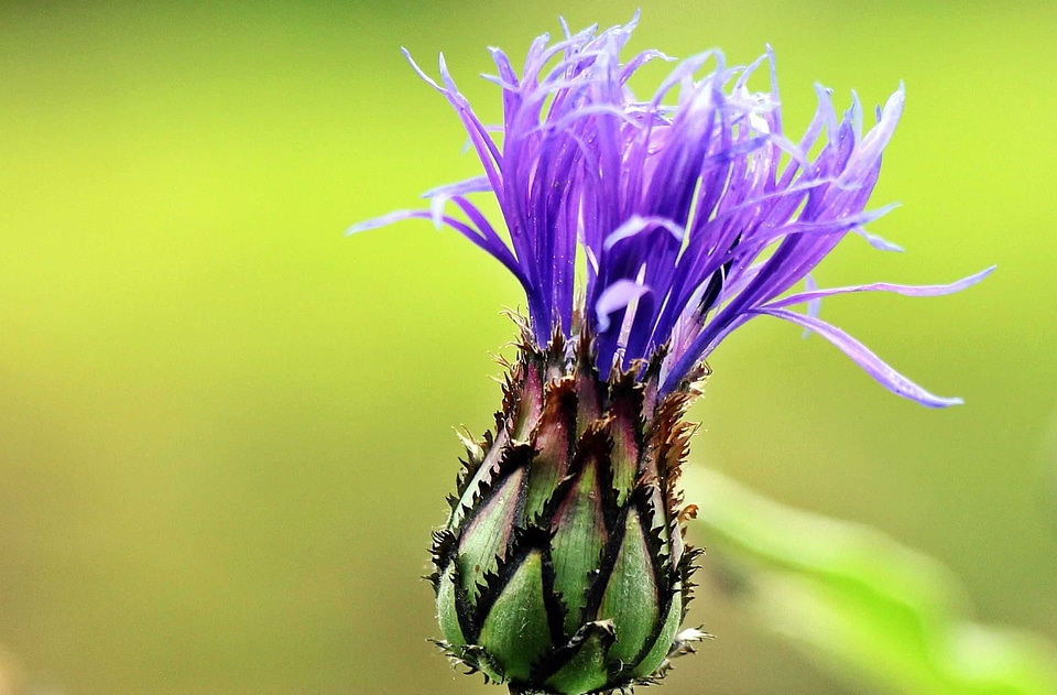 Beautiful Photo flora flower photo