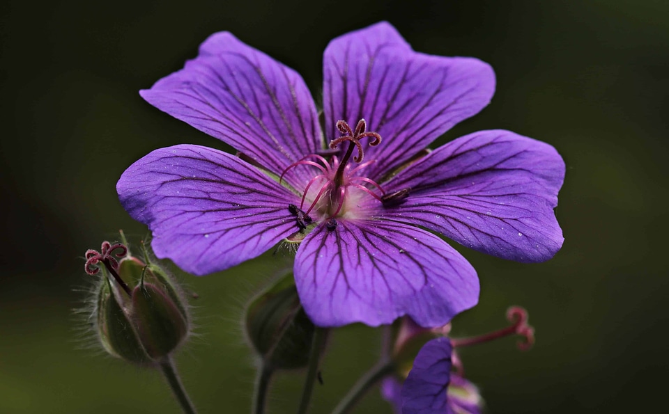 Beautiful Photo daylight flower