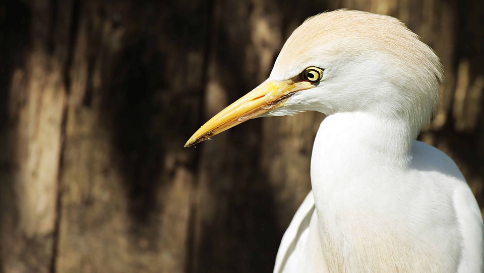 Animal avian beak photo