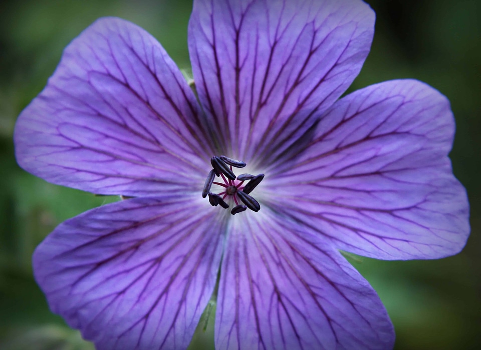 Flora flower garden