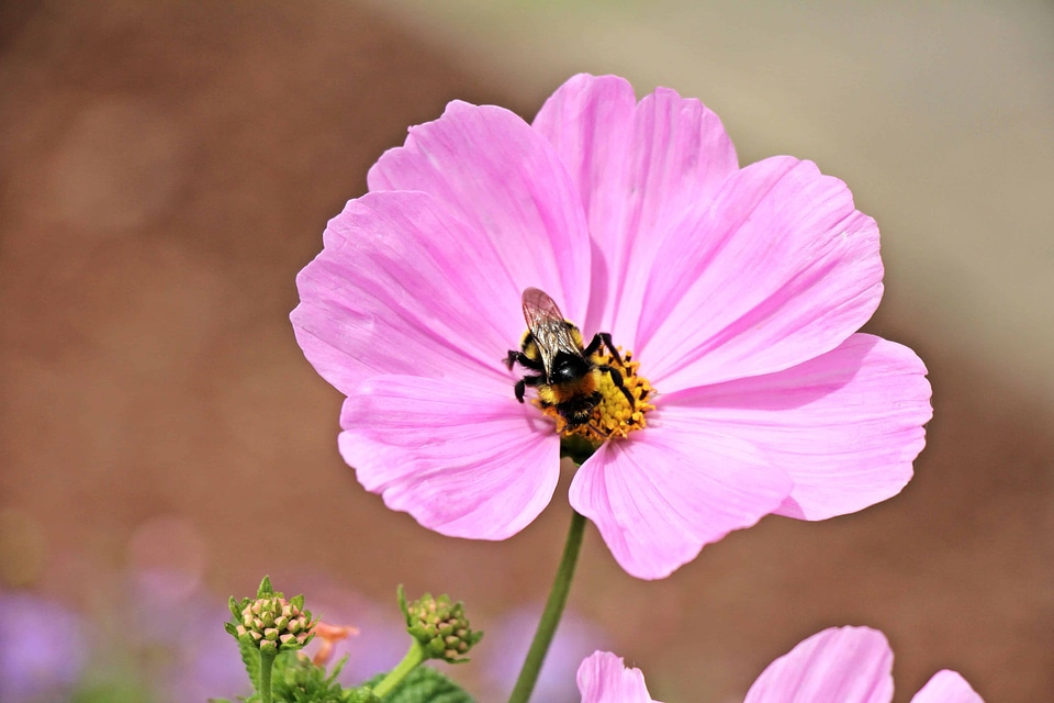 Bee blossom flora
