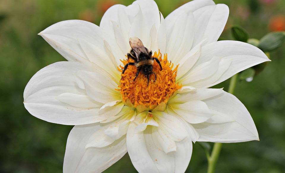 Animal arthropod beautiful flowers