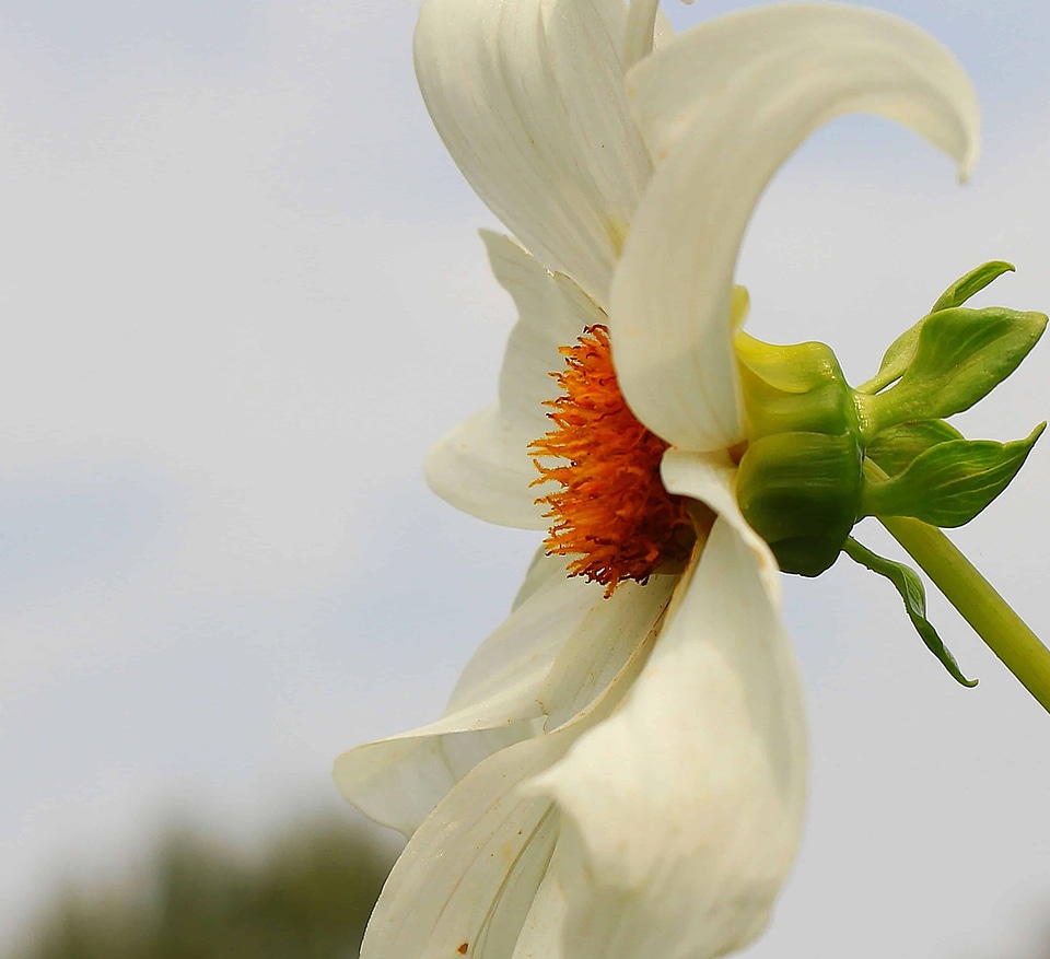 Daylight flora garden