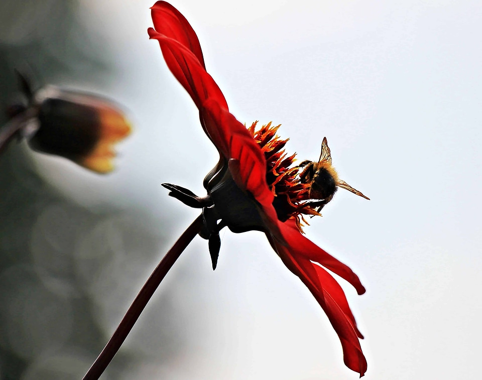 Animal arthropod bee