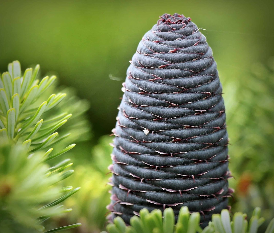 Branch branches conifer