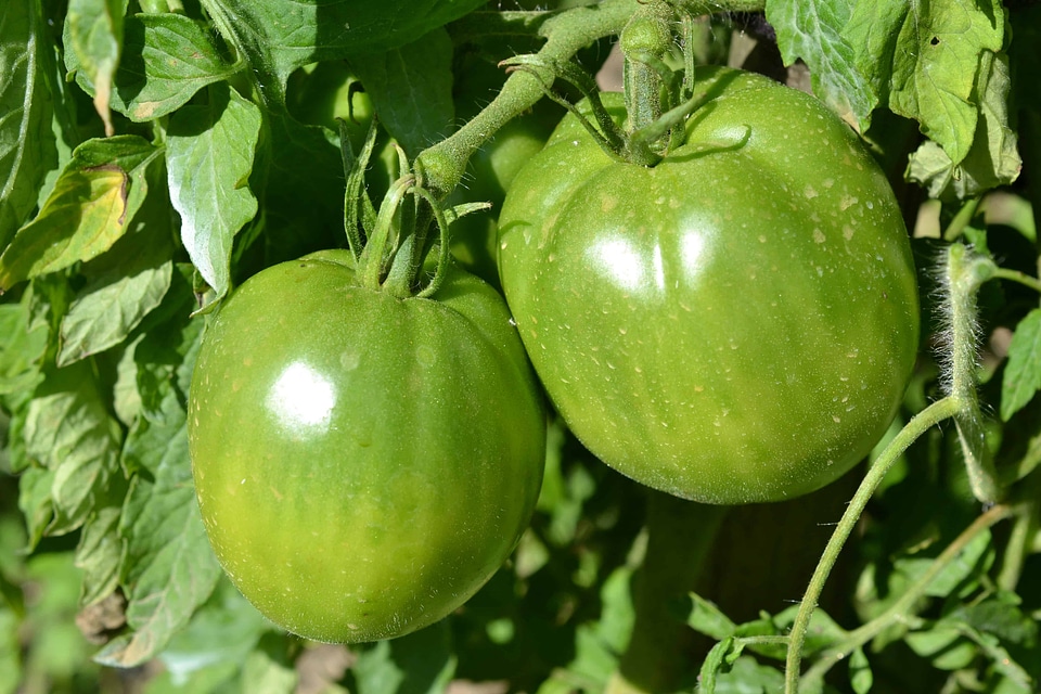 Agriculture beautiful photo calabash