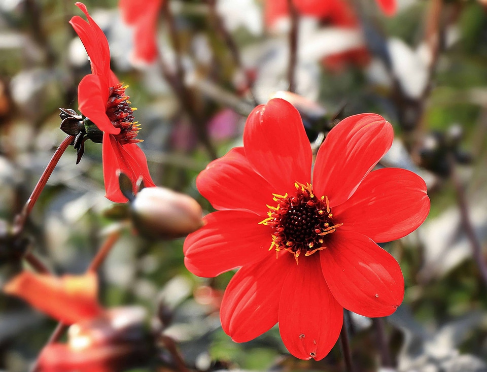 Flora flower garden