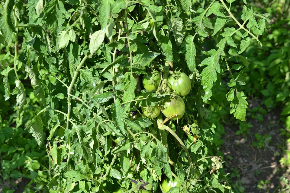 Agriculture calorie dark green