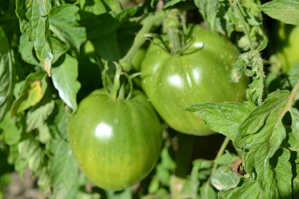 Agriculture calorie dark green
