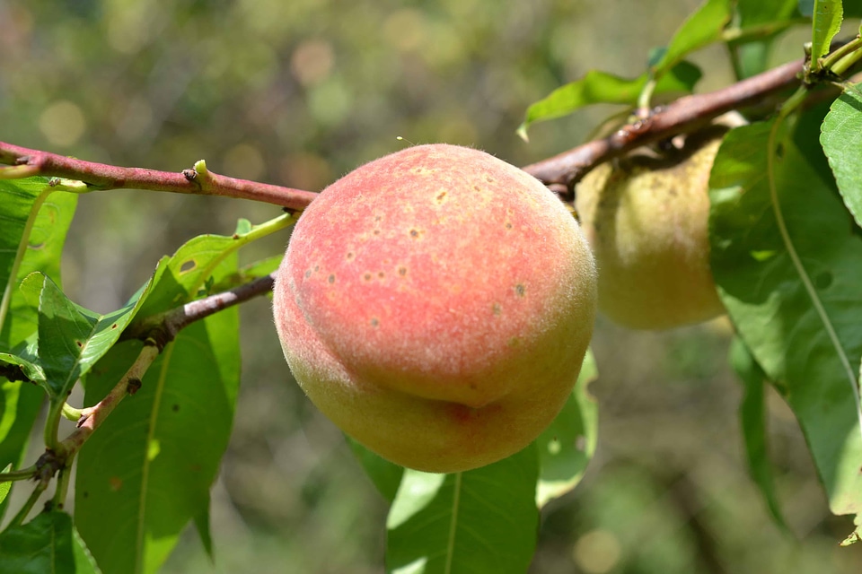 Agriculture branch delicious