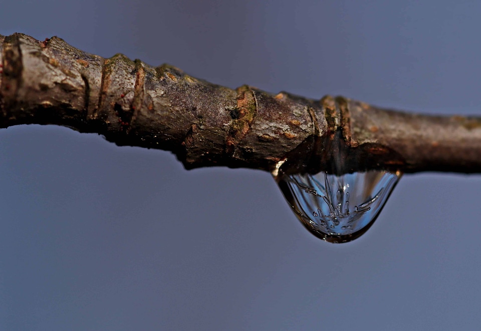 Branch drop landscape photo