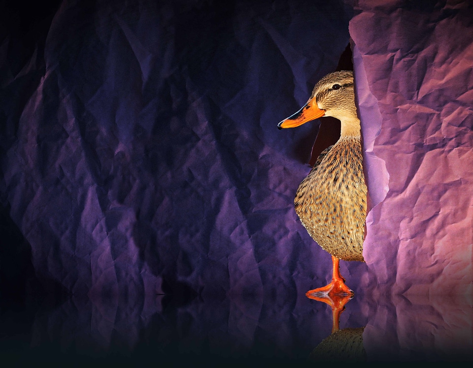 Animal aquatic bird avian