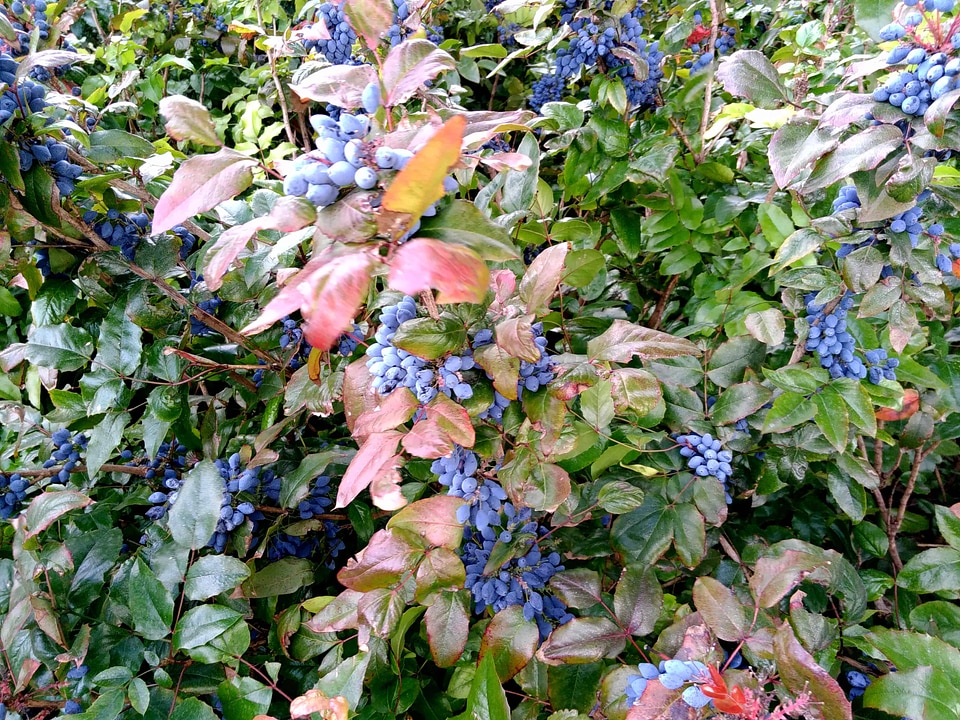 Branch environment flora