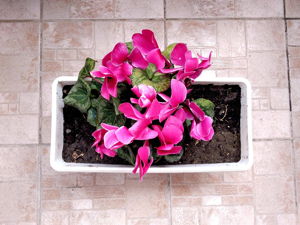 Arrangement beautiful flowers beautiful photo