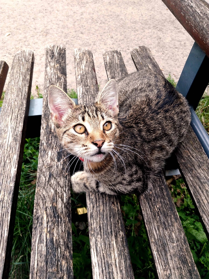 Animal animals bench
