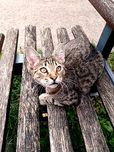 Animal animals bench